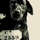 Illustration for article titled Vintage Photos Reveal Century-Long Obession with Dressing Up Pets